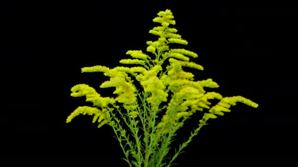 Fiori Campo Sfondo Nero Uno Sfondo Fiori Montagna Gialli — Video Stock