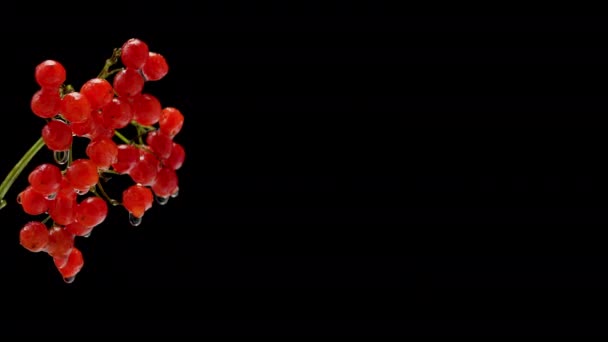 Siyah Arkaplan Kopyalama Alanı Üzerine Rowan Şubesi Red Rowan Böğürtlenlerinden — Stok video