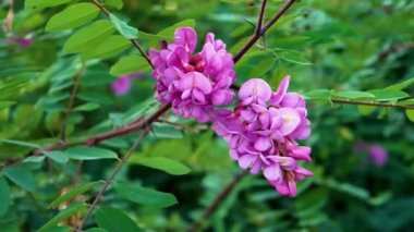Ormandaki bir ağaç dalında pembe orman çiçekleri sallanıyor.