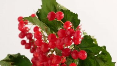 Kırmızı böğürtlen, beyaz arka plan, tedavi için homeopatik bitki..
