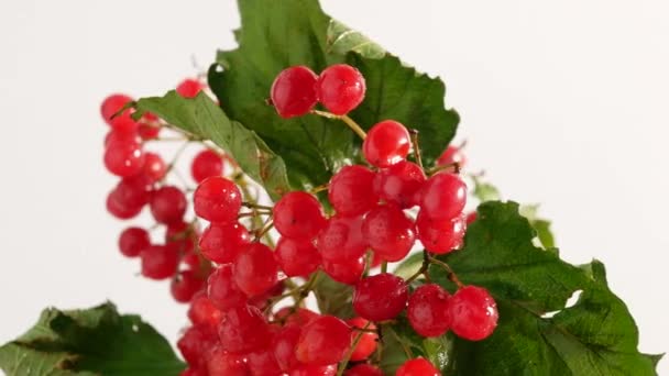 Großaufnahme Eines Vogelbeerzweiges Rote Beeren Auf Weißem Hintergrund Homöopathische Pflanze — Stockvideo