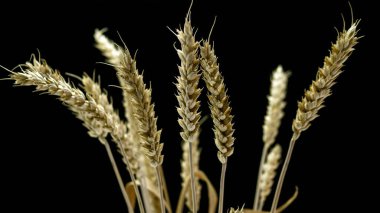 Siyah arka planda buğday dikenleri, dikenli kapsüller.