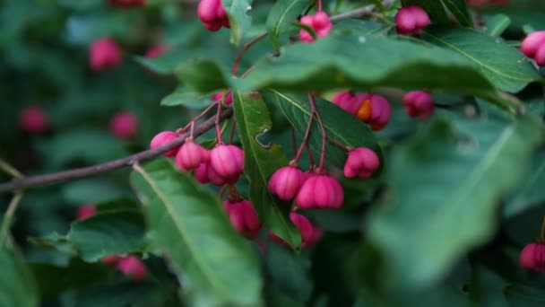 Röda Bär Euonymus European Trädgren Långsamma Rörelser — Stockvideo