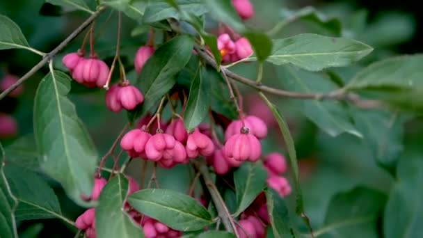 Red Berry Euonymus Ευρωπαίος Ένα Κλαδί Δέντρου Αργή Κίνηση Ροζ — Αρχείο Βίντεο