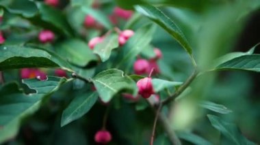 Bir ağaç dalında Orman Çileği Kızıl Avrupa Euonymus 'u. Yavaş çekim pembe çiçek kalp şeklinde..