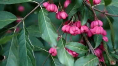 Orman meyvesi, bir ağaç dalında Homeopati Red Euonymus European kullanılıyor. Yavaş çekim pembe çiçek kalp şeklinde.