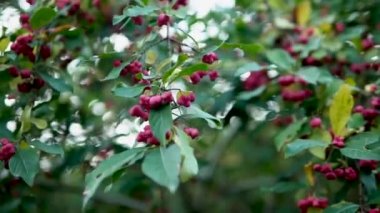 Kırmızı böğürtlenli Avrupa Euonymus 'u bir ağaç dalına odakla. Yavaş çekim pembe çiçek kalp şeklinde.