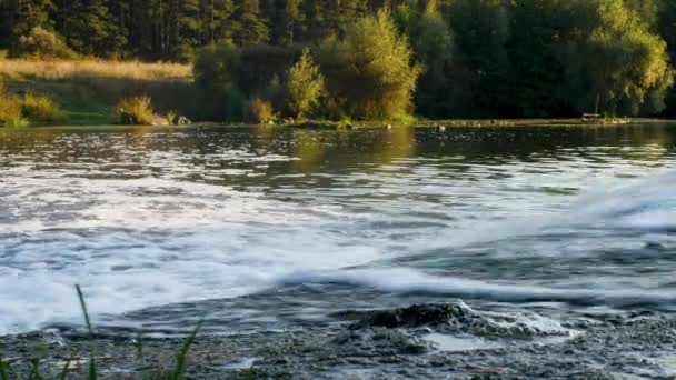Δασική Λίμνη Όμορφη Φύση Ένα Ρυάκι Στο Ποτάμι Φύση Φόντο — Αρχείο Βίντεο