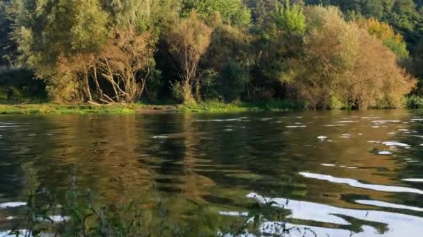 Vacker Bakgrund Flod Skogen Skog Natur — Stockvideo