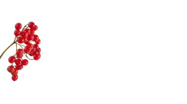 İzole edilmiş beyaz arkaplan kopyalama alanı üzerinde Rowan dalı, metin için alanı olan kırmızı rowan üzümü.