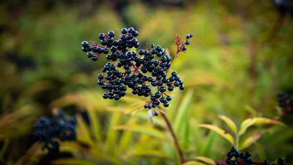 Elderberry branch, black berry on the plantation.