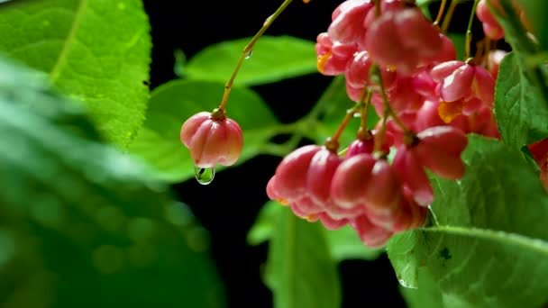 Árvore Decorativa Viva Fundo Preto Euonymus Vermelho Close — Vídeo de Stock