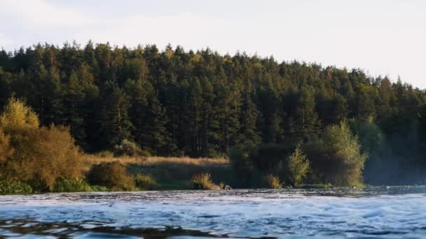 Vilt Skogen Fjällflod Stänk Höga Skogstallar Landskap — Stockvideo