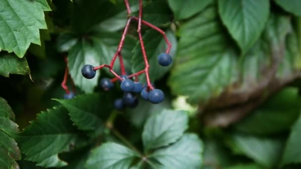 Μαλακή Εστίαση Blue Berry Ένα Υποκατάστημα — Αρχείο Βίντεο