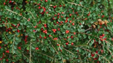 Cotoneaster kırmızı böğürtlen, böğürtlenli çalı, ağaçta olgun meyveler