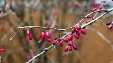 Sonbahar mevsiminde ağaç dalında kırmızı böğürtlen. Doğa geçmişi. Olgun böğürtlenler rüzgarda sallanıyor