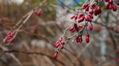 Böğürtlenli güzel bir dal, ağaç dalında olgun kırmızı bir dut..