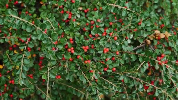 Cotoneaster Rött Bär Buske Med Bär Ovanifrån Mogna Frukter Trädet — Stockvideo