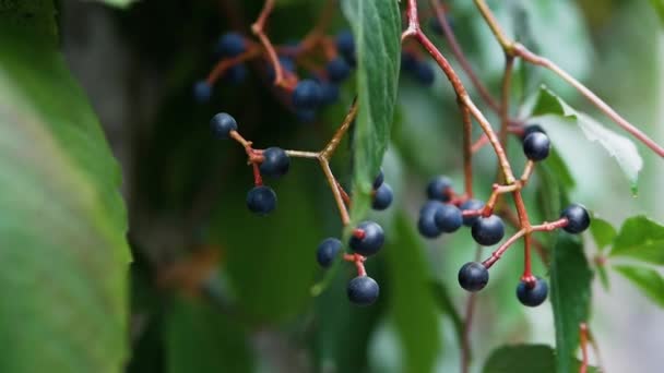 Soft Focus Slow Motion Forest Blue Berry Branch — Stock Video