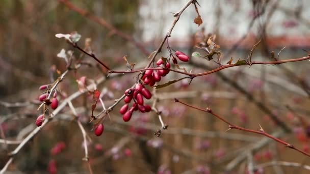 Barberry Una Rama Árbol Balanceándose Viento Cámara Lenta Hermosa Baya — Vídeo de stock