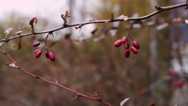 Червона Ягода Барбарису Гілці Дерева Осінній Сезон Фон Природи — стокове відео