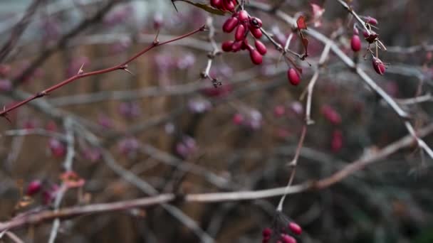 柔和的聚焦点桑树枝头在风中摇曳着慢动作 美丽的红色浆果 — 图库视频影像