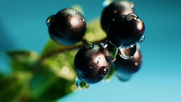 青い背景に黒い果実のクローズアップ 熟した果実に水の滴 — ストック動画