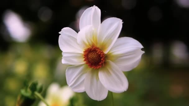 在有蜘蛛网的花园里用白色花瓣的花朵的特写 — 图库视频影像