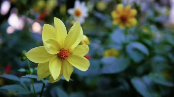 Blume Gelben Blütenblättern Zeitlupe Floraler Bokeh Hintergrund — Stockvideo