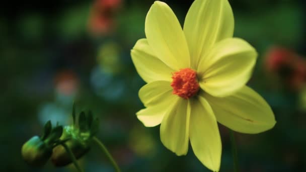 Emergência Uma Flor Foco Agudeza Close Uma Flor Com Pétalas — Vídeo de Stock