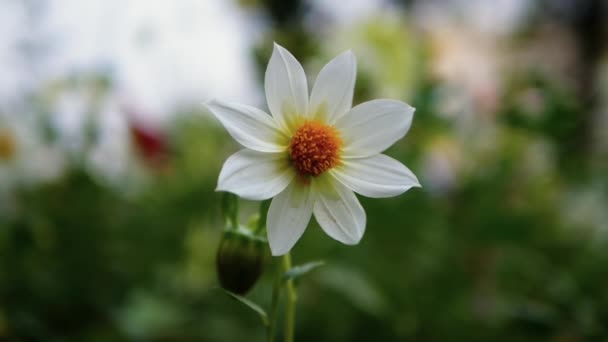 Flor Con Pétalos Blancos Jardín Borrosa Fondo Bokeh — Vídeos de Stock