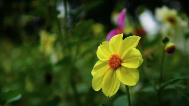 Close Żółty Kwiat Rozmytym Tle Bokeh Las Kwiatowy Tło — Wideo stockowe