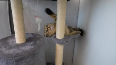 İskoç kedisi oyun evinde oyuncakla oynuyor, evcil hayvan evde, ağır çekimde.