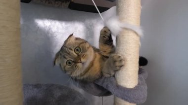 Küçük İskoç kedicik oyun evinde oyuncakla oynuyor, evcil hayvan evde, ağır çekimde