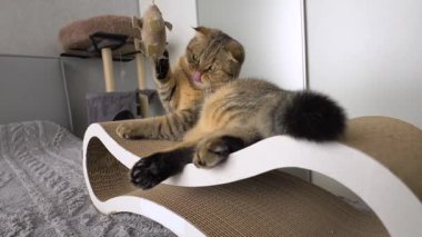 İskoç Katlı Kedi Kız oyuncak bir fareyle oynar, karton bir tırmalama direğinin üzerinde yatar. Bir dairede evcil bir kedi. Ağır çekim. Yumuşak odak.