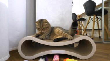 İskoç Katlayan Kedi Kız, karton bir tırmalama direğine uzanmış, dinleniyor. Evde oyuncakları olan evcil kedi yavrusu. Yavaş çekim.