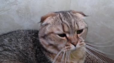 İskoç portresi katlanmış kedi ağzını sonuna kadar açıyor. Yavru kedi esniyor. Ağır çekim. Evcil kedi yavrusu