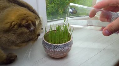 Kedi mideyi temizlemek için ot yer. İçme suyuyla büyümek için çaydanlıkta kedi çimi sulamak. Yavaş çekim