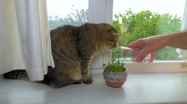 Kedi mideyi temizlemek için ot yer. İçme suyuyla büyümek için çaydanlıkta kedi çimi sulamak. Yavaş çekim