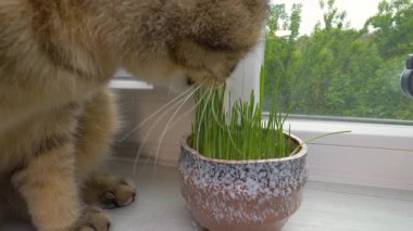 İskoç Katlayan Kedi Kız midesini temizlemek için ot yer. Evcil hayvan yeşil ot yer. Ağır çekim. Yakın plan.