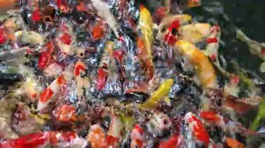 Sudaki Renkli Balığın Yüksek Açısı, Suyun İçinde Birlikte Yüzen Renkli Koi Bolluğu