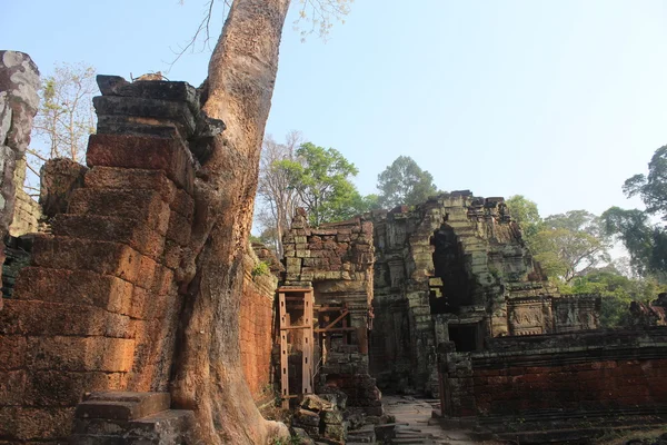 Árbol cultivado en la pared rota en Camboya — Foto de Stock