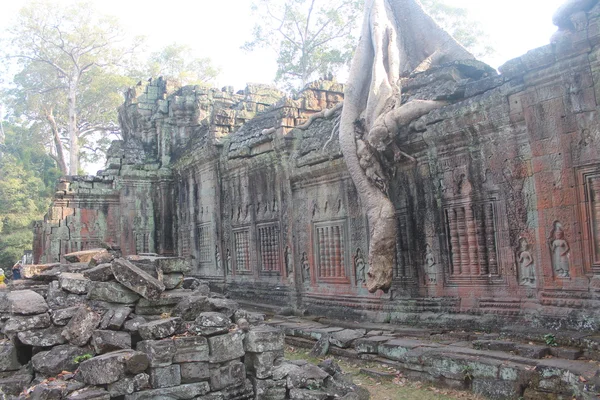 Árvore crescida na parede quebrada no Camboja — Fotografia de Stock