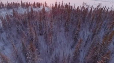 sunset bulvarında kar kış ağaçlar. ormanda orman manzara. güzel doğa. Havadan görünümü