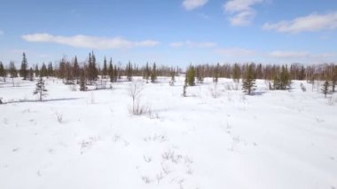 Hava düşük uçuş üzerinde karlı orman güneşli kış günü