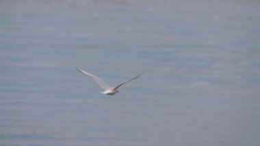 Bir sürü martı uçan çok ağır çekimde kamera yakın