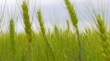 Buğday Tarlası Dalgaları Yaz Rüzgarı Tarafından Taşındı