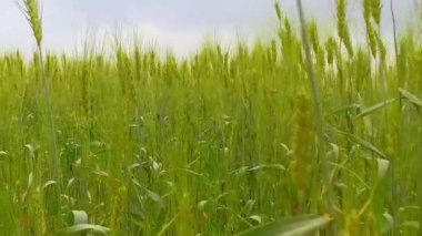 Buğday Tarlası Dalgaları Yaz Rüzgarı Tarafından Taşındı