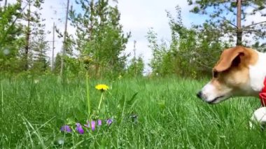 Şirin köpek yavrusu köpek Jack Russell taze yaz çimenlerin üzerinde