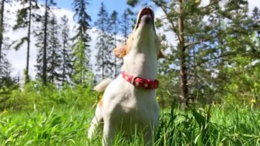 Şirin köpek yavrusu köpek Jack Russell taze yaz çimenlerin üzerinde